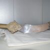 Cimitarra Mora